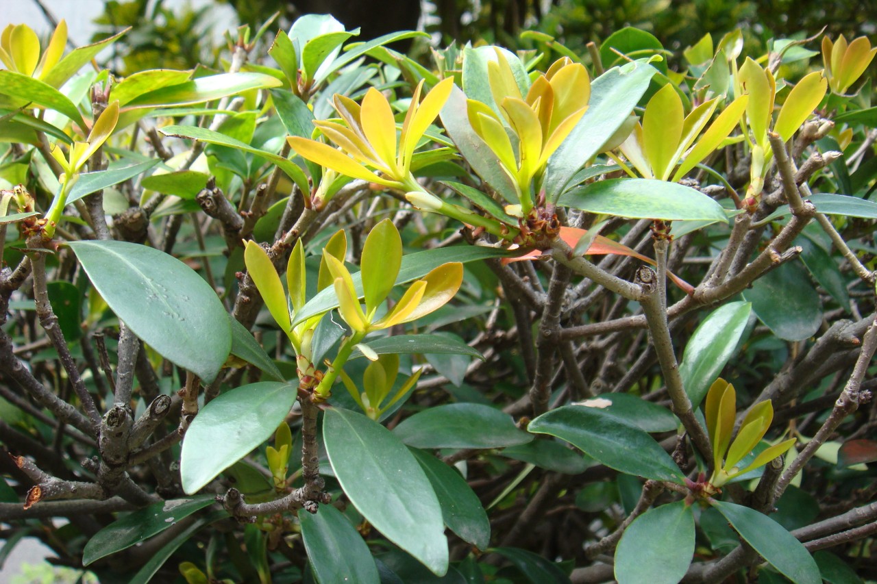 22009-4-6-8-52-0-pic1.jpg