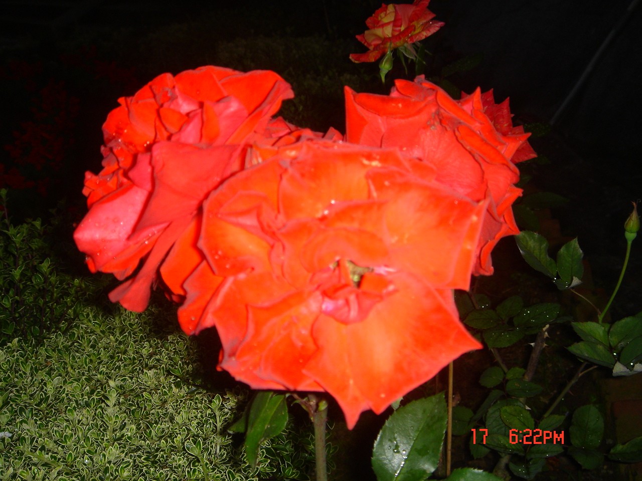 10710.jpg